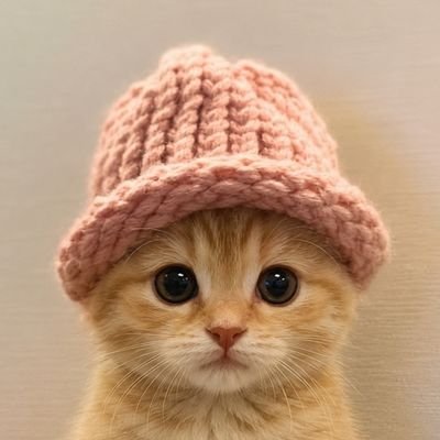 $wifcat — orange kitten in a pink knitted hat